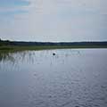 Bear Swimming across Miller Damn